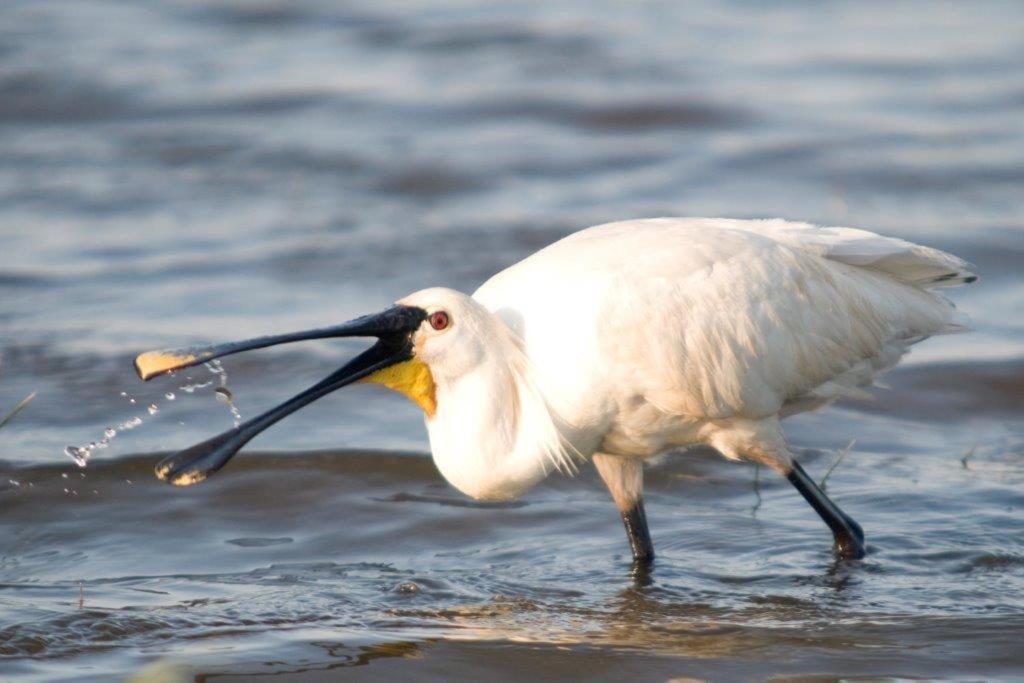 Igluhut De Keet, In Natuurgebied En Vlakbij Het Strand Callantsoog Dış mekan fotoğraf